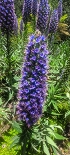 Plants: image 67 Of 208 Thumb